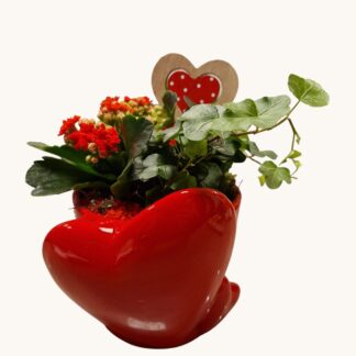 PLANTENCOUPE HART ROOD