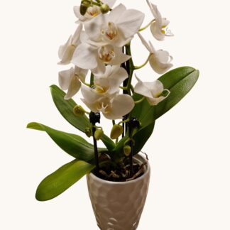 ORCHIDEE MIDDEN WIT MET POTJE