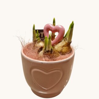 NARCIS IN ROZE POTJE MET HARTJE