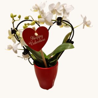 ORCHIDEE MINI HART